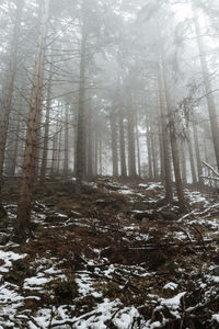 Trees in forest during winter