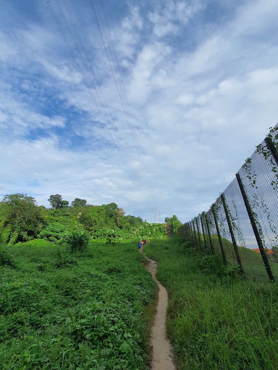 REAR VIEW OF SHEEP ON LAND AMIDST PLANTS ON FIELD