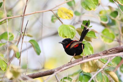 Close-up of bird perching on branch