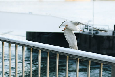 Close-up of bird flying against railing