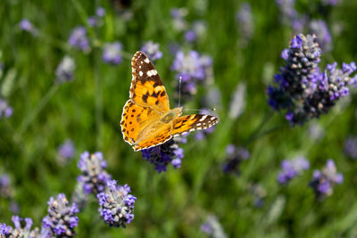 Close-up of butterfly pollinating on purple flower