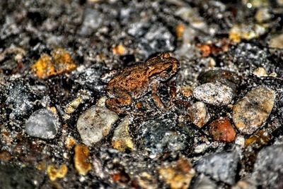 Close-up of lizard