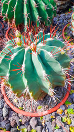 High angle view of succulent plant on field