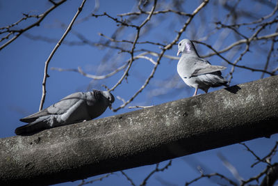 Low angle view of bird perching on tree against sky