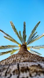 Low angle view of palm tree against clear blue sky