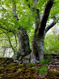 Trees growing in forest