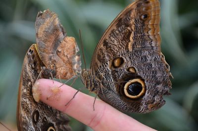 Close-up of butterfly perching on hand