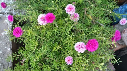 High angle view of pink flowers blooming outdoors