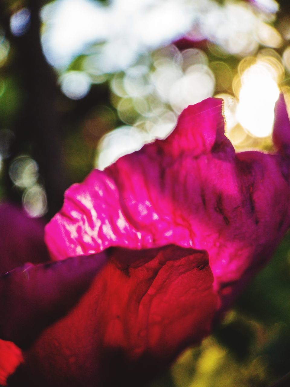 CLOSE-UP OF PINK FLOWER