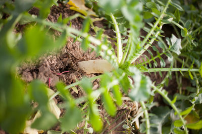 Close-up of a reptile on field