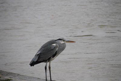 High angle view of gray heron perching on shore