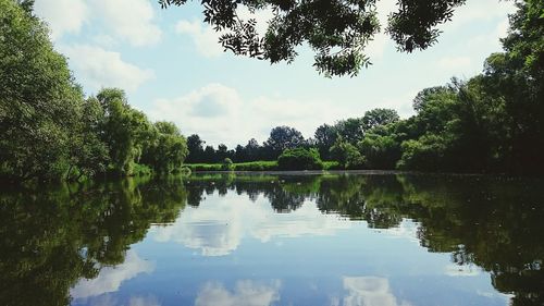 Reflection of trees in lake