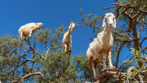 Low angle view of birds on tree against sky