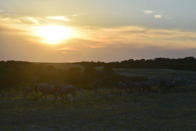 Cows grazing on field against sky during sunset