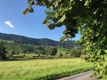 Scenic view of agricultural field against sky