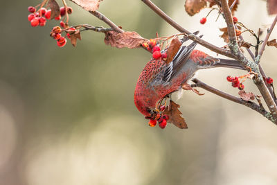 Close-up of red flowers on branch