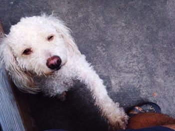 High angle view of dog on street