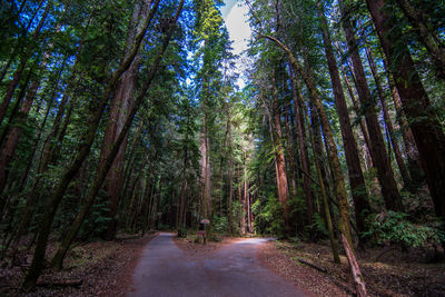 View of pathway at forest