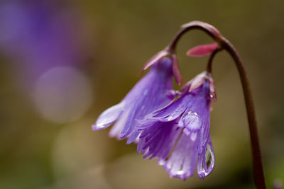 Close-up of purple flowering plant