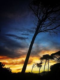 Silhouette trees against sky during sunset