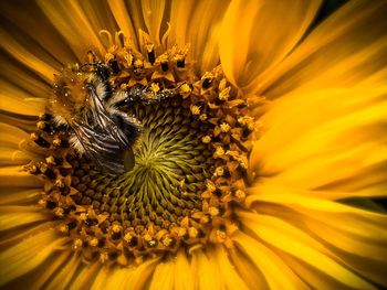 Close-up of insect on sunflower