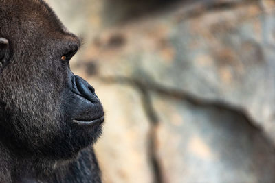 Close-up of gorilla looking away