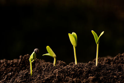 Close-up of fresh green plant