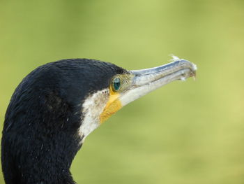 Close-up of a bird looking away