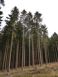 Low angle view of pine trees in forest against sky