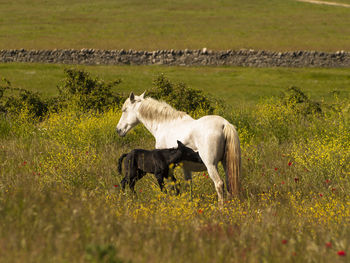 Horse grazing on field