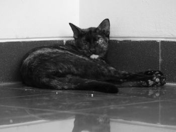 Close-up portrait of cat sitting on floor