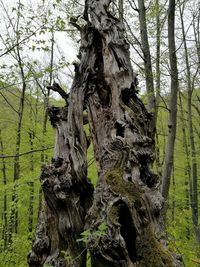 Close-up of tree trunk in forest