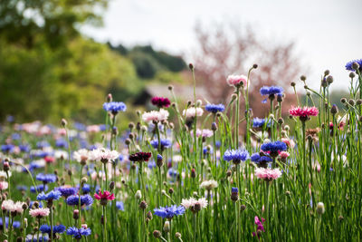 Close-up of purple flowering plants on field