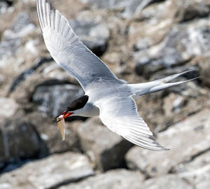 Seagull flying over a rock