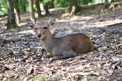 Portrait of deer in a forest