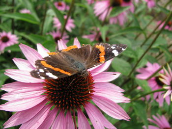 Butterfly on pink flower