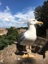 View of seagull against sky