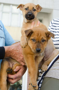 Close-up of man holding puppy