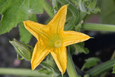 Gem squash flower