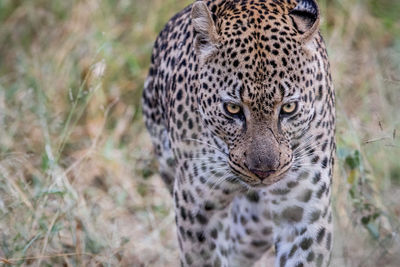 Close-up portrait of leopard standing in forest