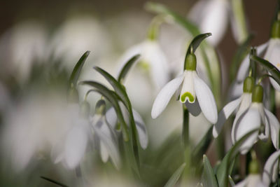 Close-up of white flowering plant