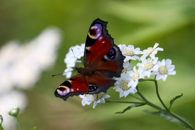 Close-up of butterfly pollinating on flower