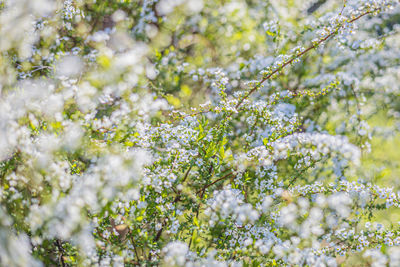 Close-up of white flowering plant