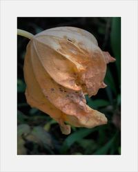 Close-up of wilted flower on plant