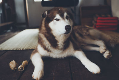 Portrait of dog while sitting on floor