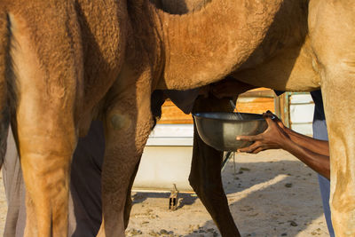 Getting a camel milk