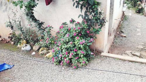 View of cat amidst plants