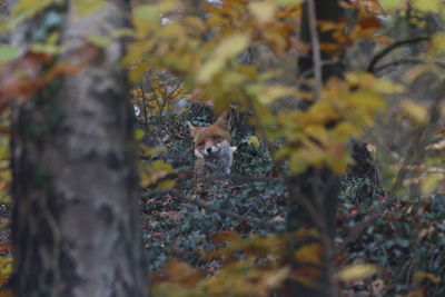 View of a dog on tree