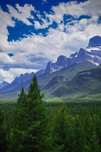 Scenic view of pine trees and mountains against sky