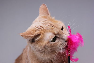 Close-up of a cat looking away